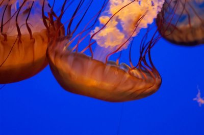 jelly fish 4.jpg