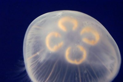 jellyfish.jpg