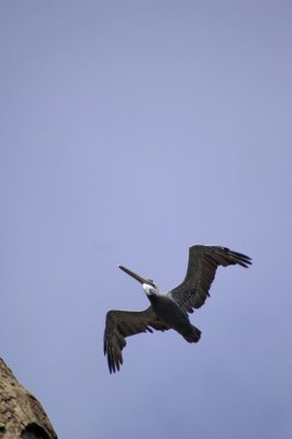 pelican 2.jpg