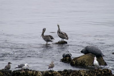 sea gull pelican and seal.jpg