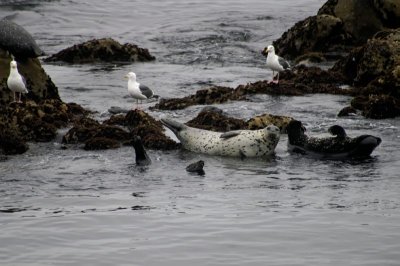 sea gulls and seal.jpg