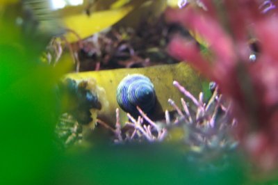 sea snail.jpg