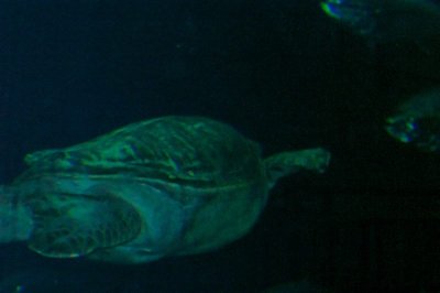 sea turtle.jpg