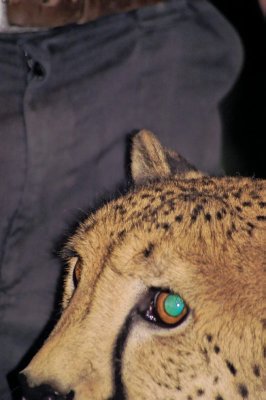 cheetah (3).jpg
