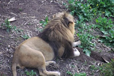 lion 3.jpg