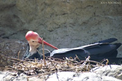 bald headed ibis.jpg