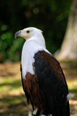 fish eagle.jpg