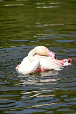 flamingo 2.jpg