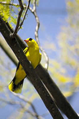 golden oriole i think 2.jpg