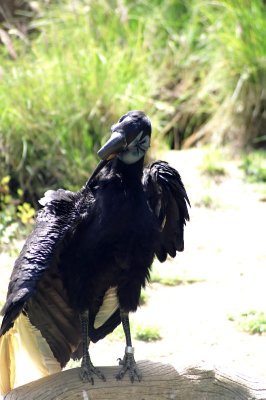 ground hornbill.jpg