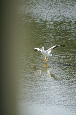 pelican landing.jpg