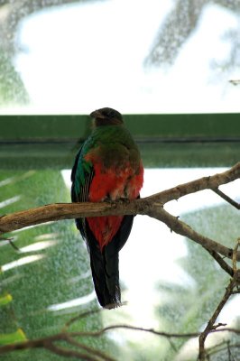 quetzal species.jpg