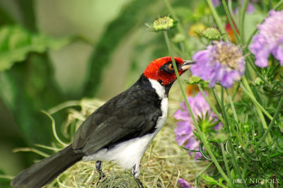 red capped cardinal.jpg
