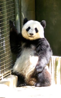 panda 1.jpg