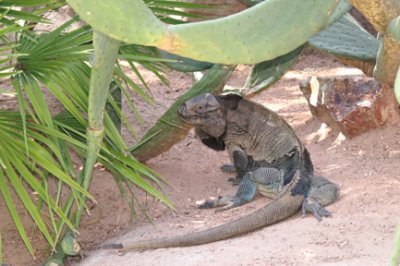 iguana.jpg