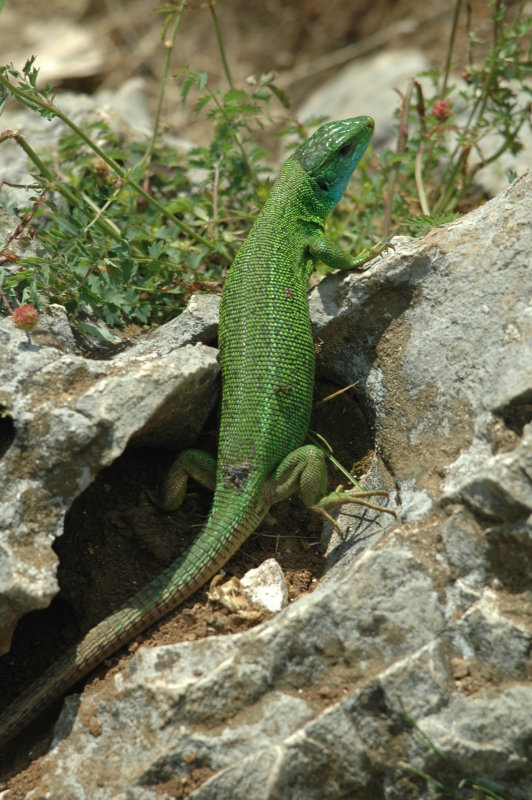 Lizard at Plitvice Lakes National Park, Croatia
