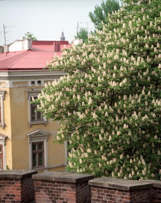 Chestnut tree, Cracow, Poland