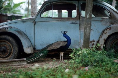 Peacock and Volkswagen, Jamaica