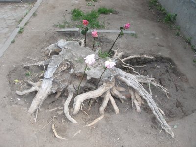 Stump With Roses, Downtown Moscow, Residential neighborhood