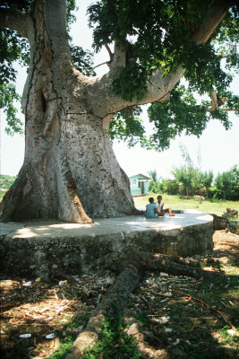 Big Tree and Children, Jamaica