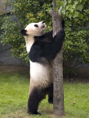 Panda 2.jpg