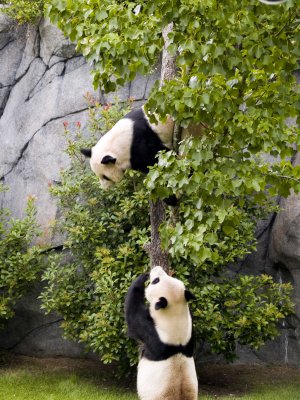 Panda 3.jpg