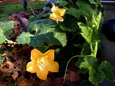 Some kind of squash