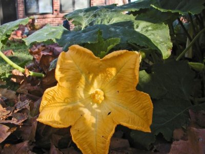 Some kind of squash 2