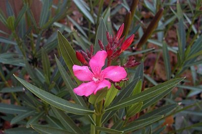 Oleander still blooming