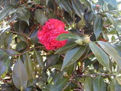 Camellia