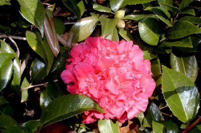 Camellia 2