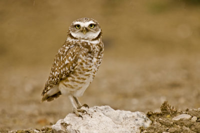 Levee Owl 4 copy.jpg