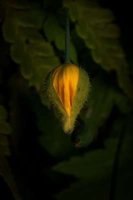 meconopsis cambrica - the welsh poppy