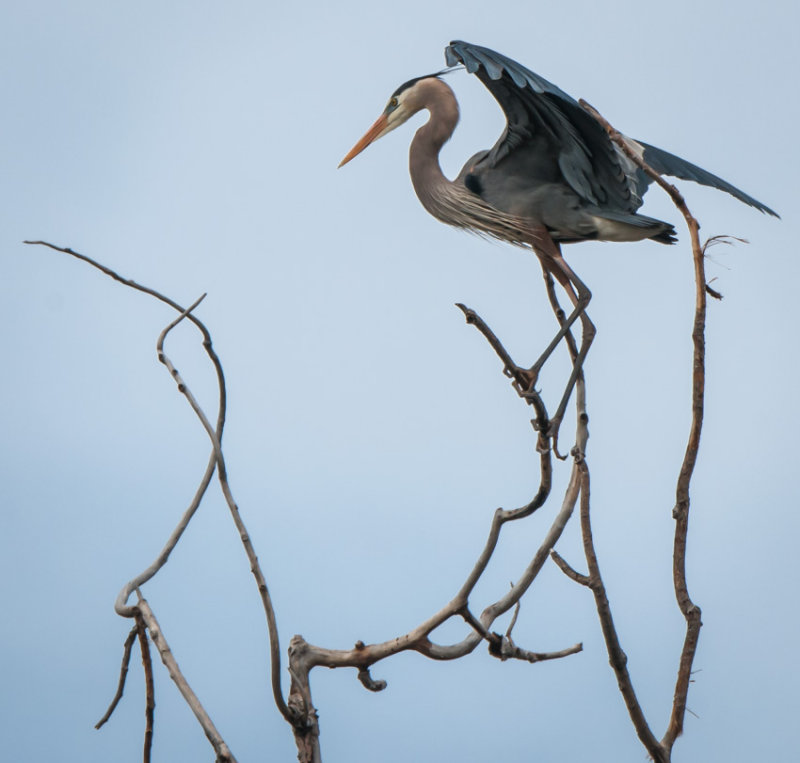 Danada Heron Rookery-2.jpg