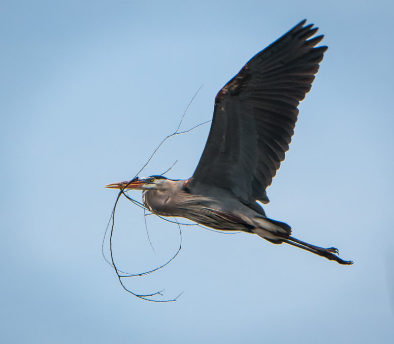 Danada Heron Rookery-13.jpg