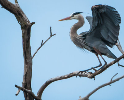 Danada Heron Rookery-3.jpg