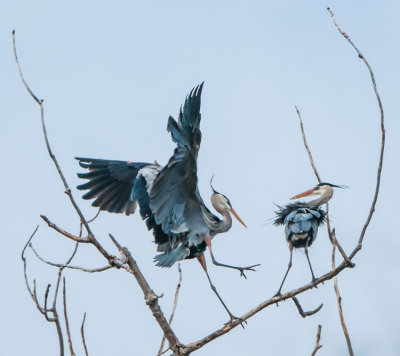 Danada Heron Rookery-5.jpg