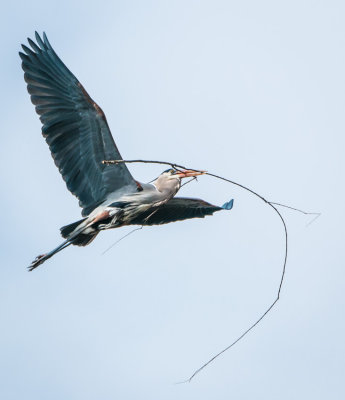 Danada Heron Rookery-6.jpg