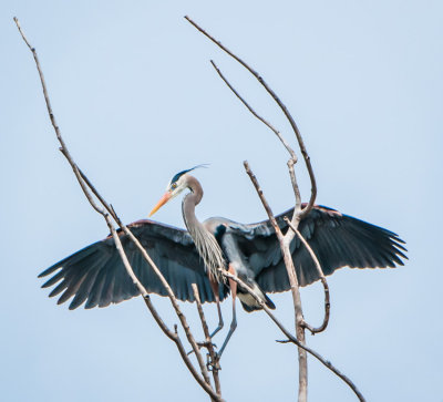 Danada Heron Rookery-9.jpg