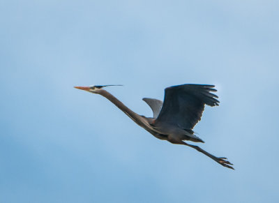 Danada Heron Rookery-10.jpg