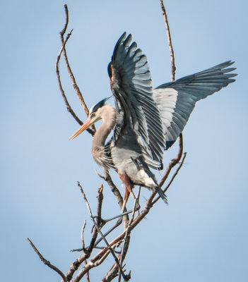Danada Heron Rookery-15.jpg