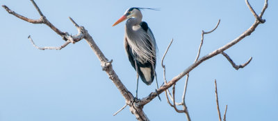 Danada Heron Rookery-20.jpg