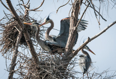 Danada Heron Rookery-21.jpg