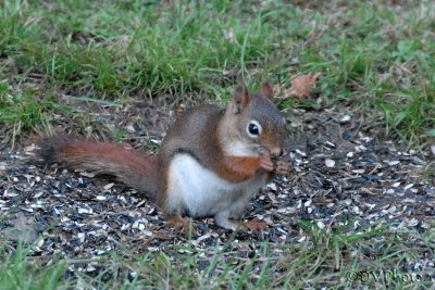 RedSquirrel.jpg