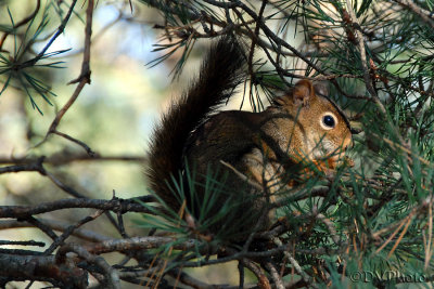 RedSquirrel.jpg