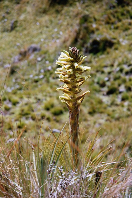 Vira Vira flora