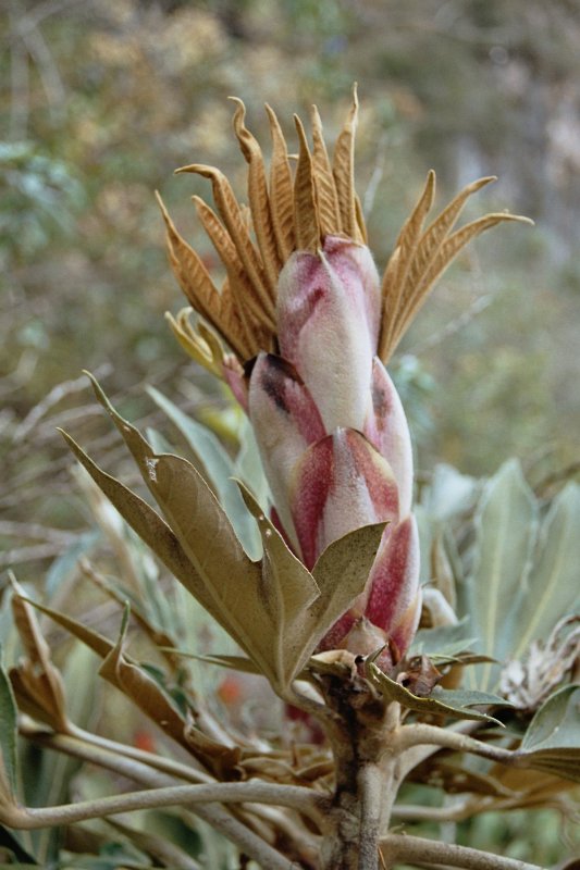 Andean flora