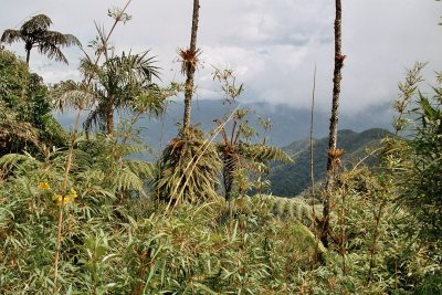 Moist air from the Amazon basin ceates a unique biosphere in Gran Vilaya