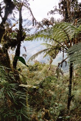 Dense and  lush tropical vegetation covers Los Jetones