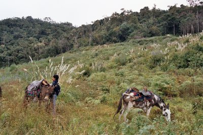 The top of Pea Blanca is covered with thick tropical forrest and vegetation